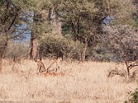 Wild Cheetah